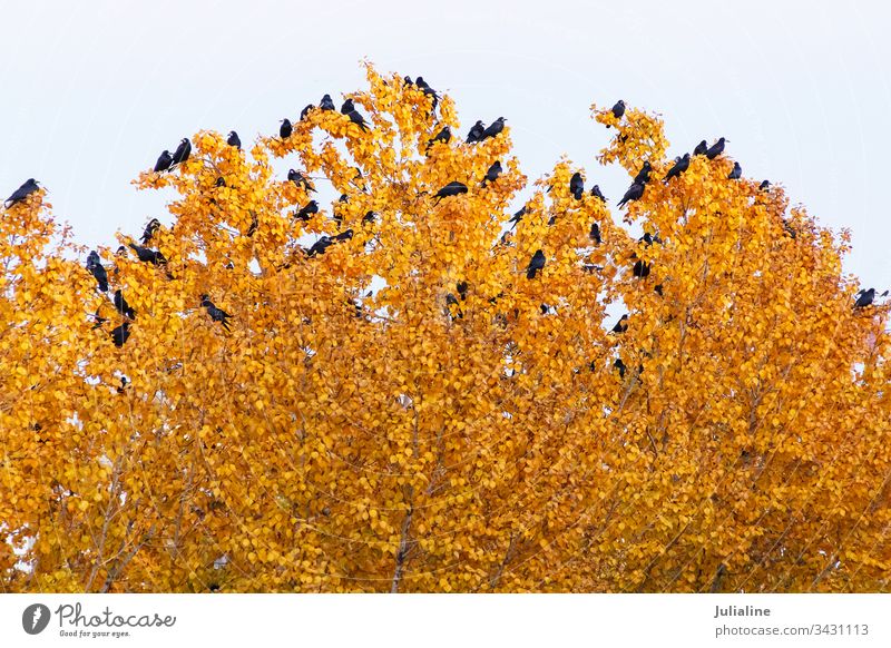 Schwarm schwarzer Krähen auf der Baumspitze fallen Vogel Top Krone Herbst Blatt Natur copyspace Ast Flora Saison Umwelt orange gelb