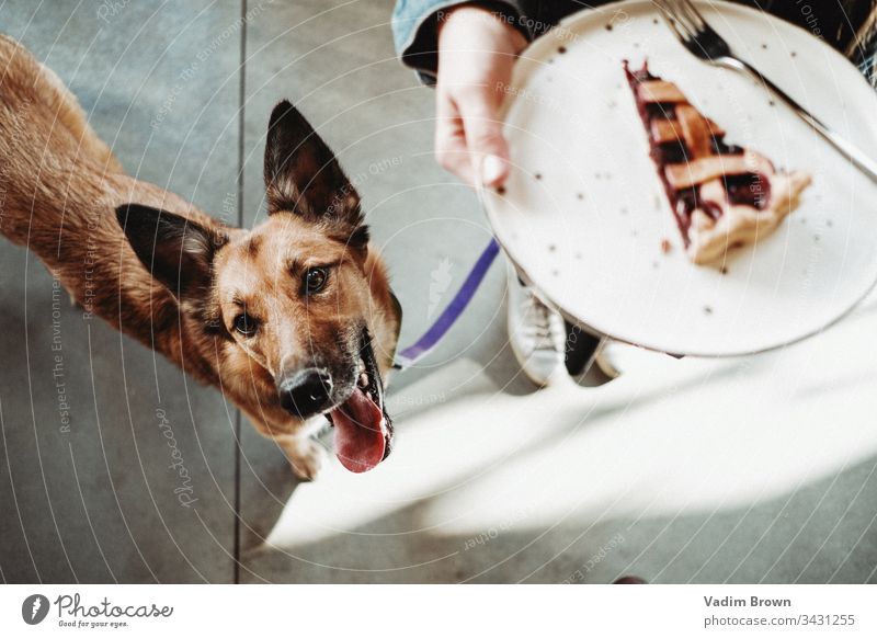 Hund und Dessert Haustiere Café Zunge ausspannen glückliches Haustier Hundefutter hundefreundlich