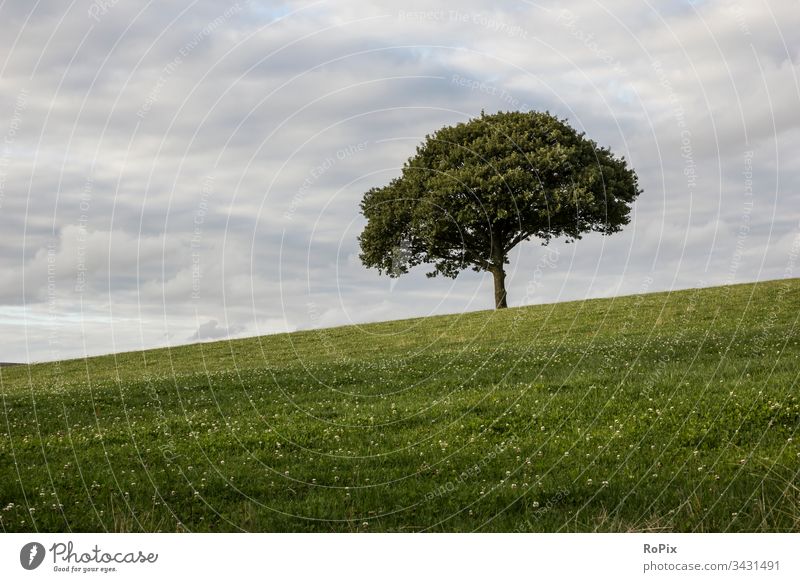 Einsamer Baum auf einer Wiese. Park Parklandschaft Landschaft England Weg pfad Eichen Allee Feldweg Natur Frühling Jahreszeit Witterung landscape Rasen Weide