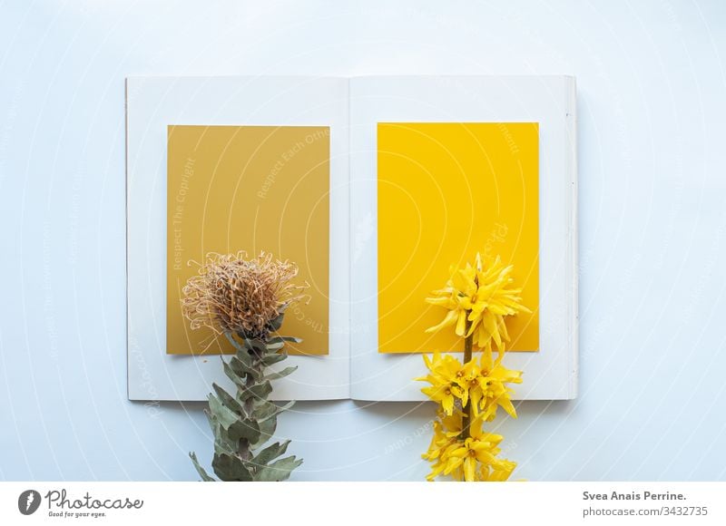 Sachbuch der Farbe Gelb Design Farbkarte zeichnen modern ästhetisch farbdesign farbberatung Farbfoto mehrfarbig Innenaufnahme Nahaufnahme Freisteller