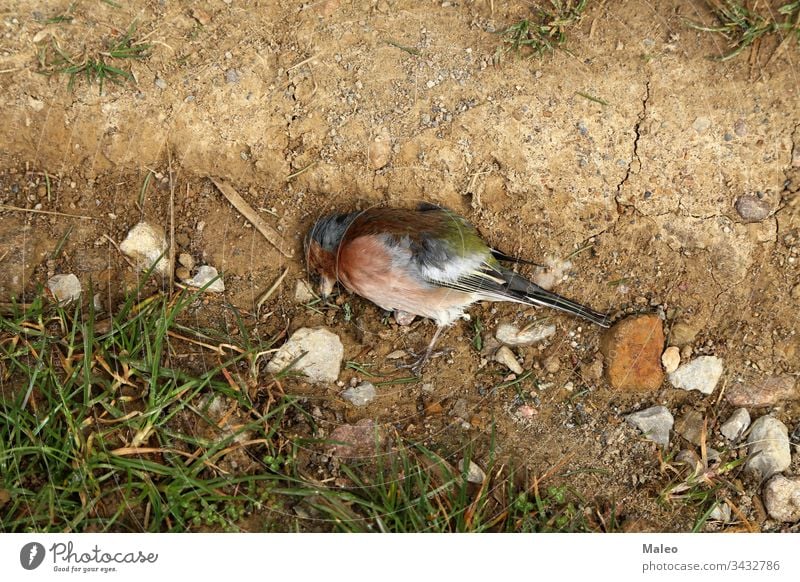 Nahaufnahme eines toten Singvogels im Boden Tier Vogel Natur wild Tierwelt horizontal Fotografie männlich Baum Flügel Hintergrund Farbe Ökologie Umwelt Wald