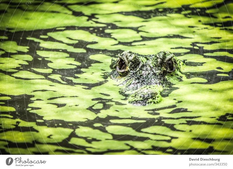 Tarnung in Perfektion Natur Grünpflanze Moor Sumpf Teich See Bach Fluss Tier Wildtier Tiergesicht Zoo Streichelzoo 1 gelb grün schwarz Krokodil Reptil Echsen