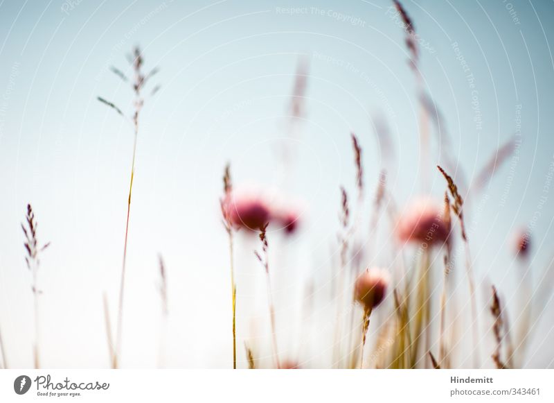 Schnittlauch II [mitte rechts, immer noch unscharf] Umwelt Natur Pflanze Himmel Wolkenloser Himmel Frühling Sommer Schönes Wetter Wind Wärme Gras Blüte