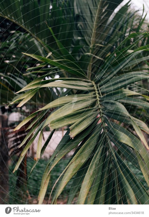 Blätter einer Palme in warmem Licht Urlaub Palmenblätter Reisen Tropen tropisch Natur Ferien & Urlaub & Reisen Pflanze Menschenleer exotisch Außenaufnahme