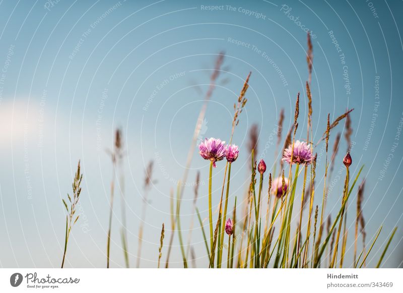 Schnittlauch III [scharf] Umwelt Natur Pflanze Himmel Wolken Frühling Schönes Wetter Wind Gras Blatt Blüte Topfpflanze schaukeln stehen Duft hoch lang schön