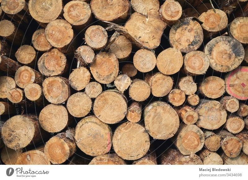 Nahaufnahme von gestapelten Baumstämmen. Haufen Holz Totholz Wald Kofferraum Hintergrund geschnitten Nutzholz Stapel natürlich Natur Holzstapel Industrie roh