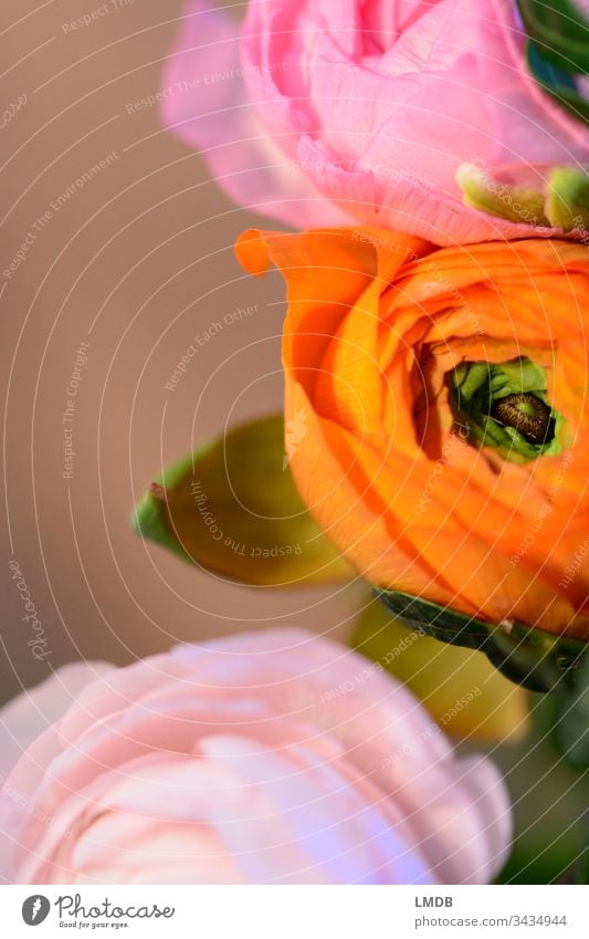 Ranunkeln orange-pink ranunculus Blumenstrauß Blüte blühen rosa grün farbig bunt grelle Farben kräftige Farben Textfreiraum links Frühling Geschenk Dankbarkeit