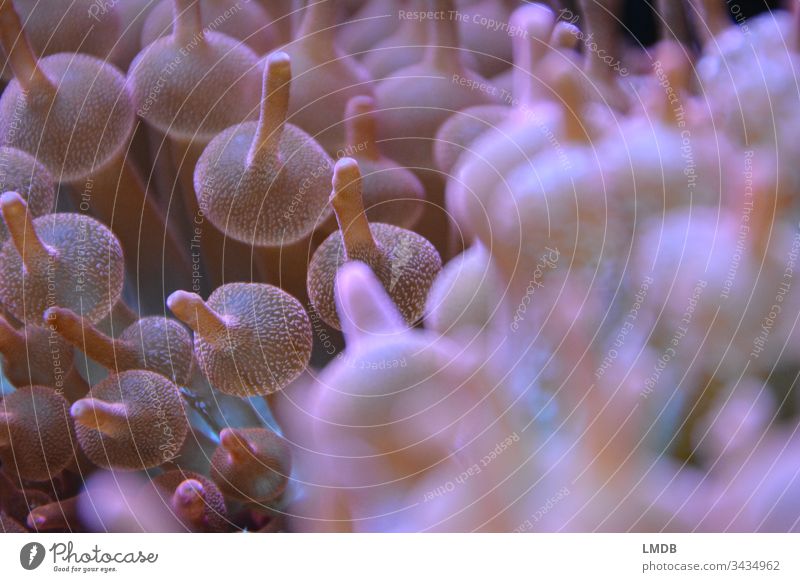 Anemonen-Detail Anemonenfische Meer Korallen tauchen Unterwasserwelt Bläschen rund Kugel Blasenanemone rosa Tiefenunschärfe Vordergrund unscharf