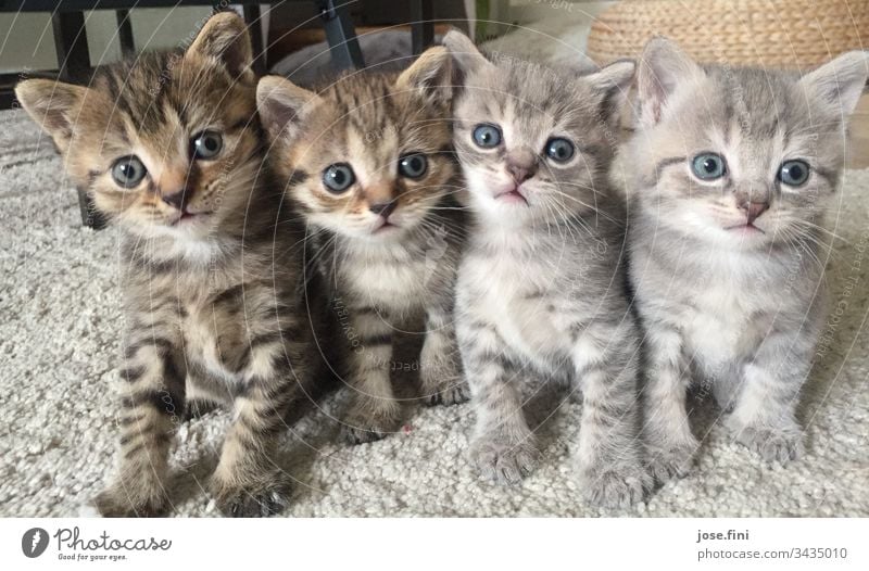 Vier auf einen Streich kitten Katze Geschwister blauäugig Katzenbaby Katzenfreund Katzenzucht Tierzucht niedlich süß frech schauen beobachten neugierig