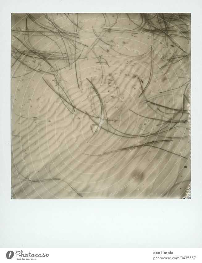 Seegras im Flachwasser Wasser Wellenmuster Struktur Küste s/w fotografie Treibgut Polaroid instant photo