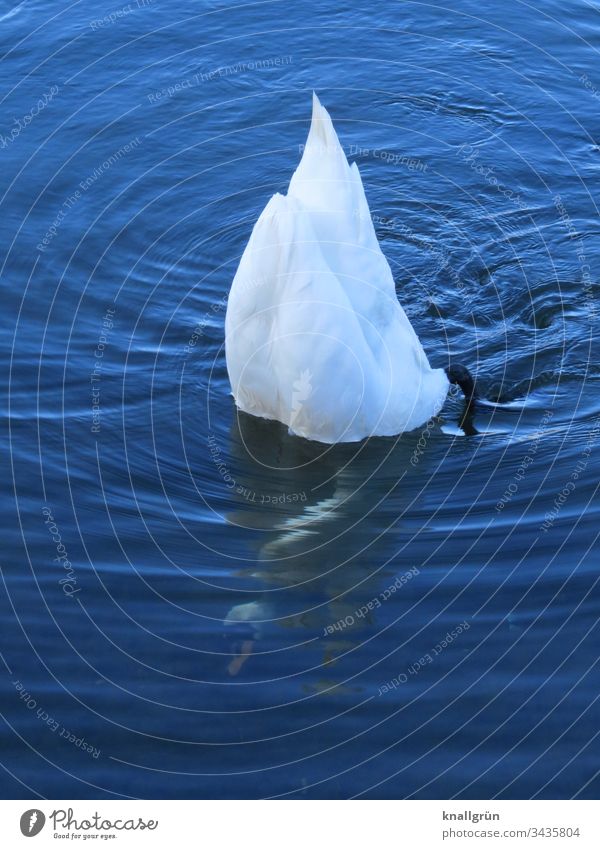 weißer Schwan gründelnd senkrecht im Wasser, Hals und Kopf im klaren Wasser sichtbar Wasseroberfläche Fressen Nahrungsaufnahme Tier Wasservogel Federkleid