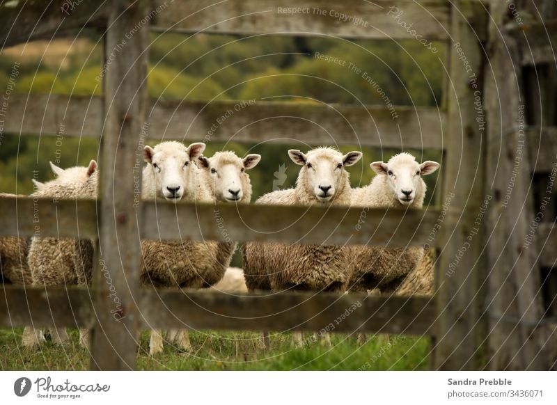 Vier Schafe beobachten mich durch die Bretter eines Holztores Dipton Sandra Prebble Bauernhof Oeti-Ansicht vierbeinige Freunde Gate Neuseeland zuschauend