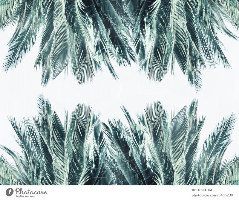 Palmblattrahmen auf weißem Hintergrund Handfläche Blätter Rahmen Textur Muster Laubwerk Regenwald Dschungel tropisch Urlaub Vorlage Flora botanisch Borte Kunst