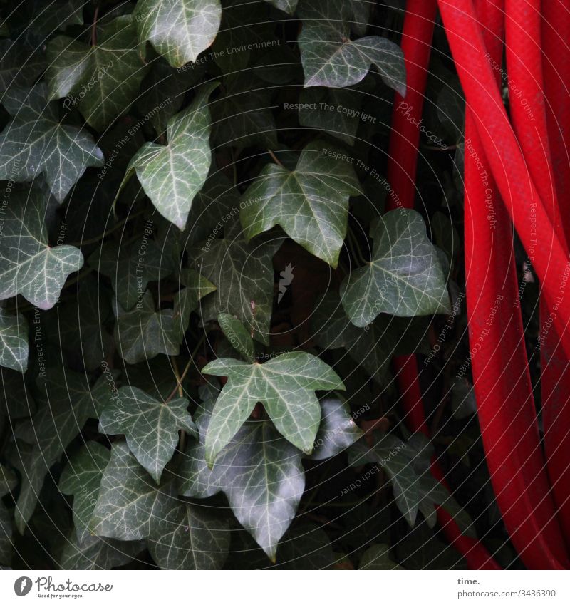Koexistenz efeu schlauch grün rot hängen kontrast natur wachstum koexistenz garten gartenschlauch bewässerung blatt blätter struktur inspiration