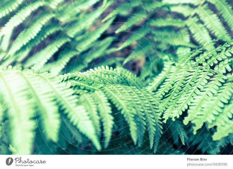 Nahaufnahme einer einer Gattung der Farne in freier Natur Pflanze grün Echte Farne Blatt Wachstum frisch Botanik Grünpflanze natürlich filigran Blattgrün Umwelt
