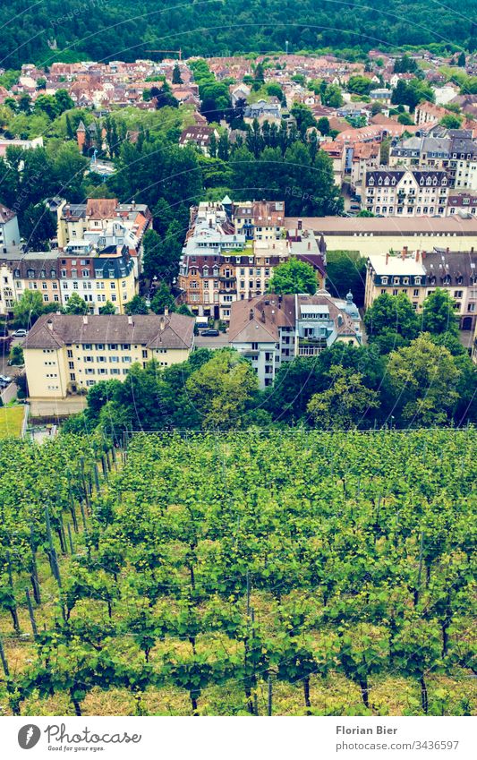 Blick von der Ludwigshöhe in Freiburg auf einen Weinhang und ein Wohnviertel weinanbau Weingegend Weingebiet breisgau Wohnen Deutschland Europa Grenzgebiet