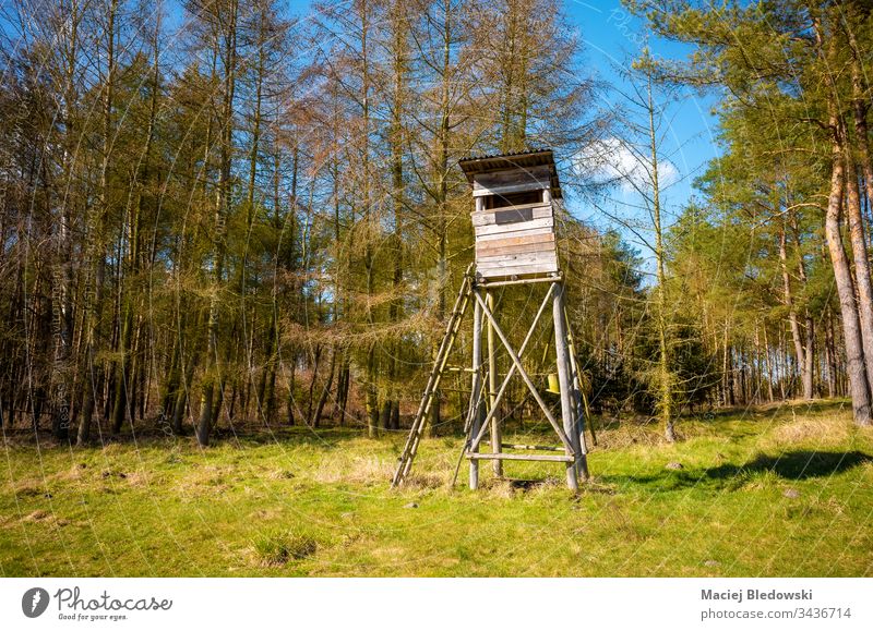 Hölzerne Hochwildjagd-Blindheit. blind Jagd Kanzel Hirsche erhöht Baum stehen Natur Saison Wälder Feld sonnig Tag Wald Landschaft grün
