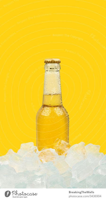Eine Flasche kaltes Lagerbier auf Eiswürfeln auf lebhaft gelbem Hintergrund Bier Glas durchsichtig übersichtlich golden eine Würfel Steine Nahaufnahme blau
