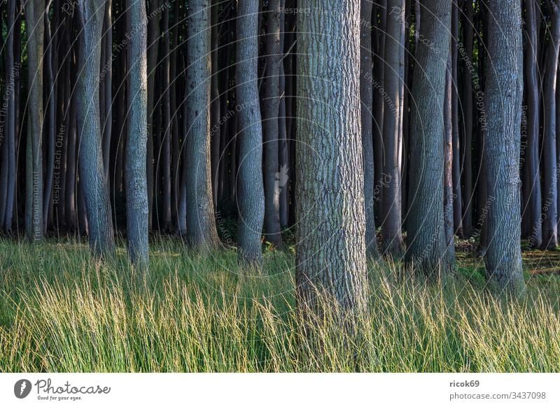 Küstenwald an der Ostsee bei Nienhagen Gespensterwald Bäume Wald Natur Landschaft Mecklenburg-Vorpommern grün Urlaub Reise Reiseziel erholen entspannen Erholung