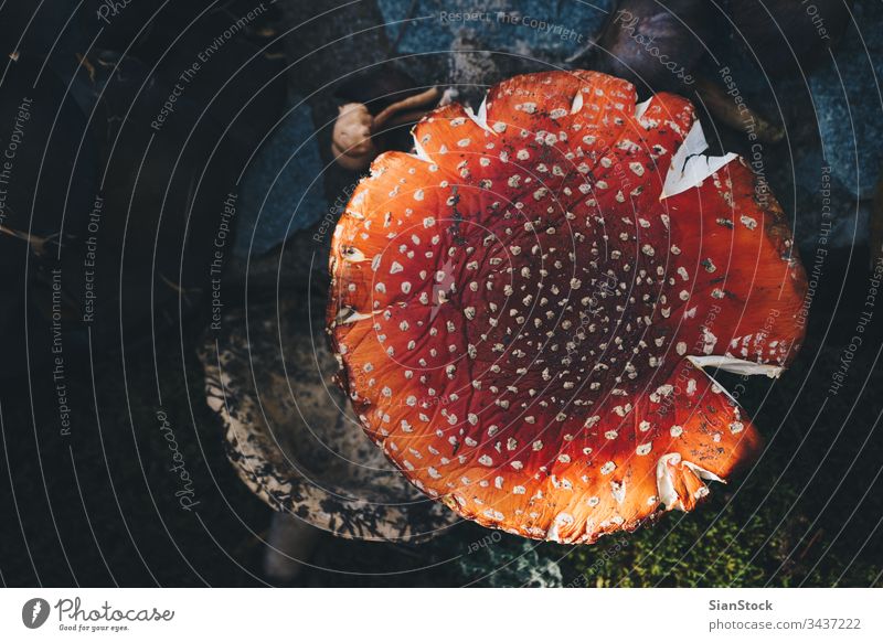Amanita muscaria-Pilz im Wald Verschlussdeckel fallen Gift Fliege Pilze Boden Wachstum Detailaufnahme farbenfroh weiß Gras Pflanzen giftig Fliegenpilz Gefahr