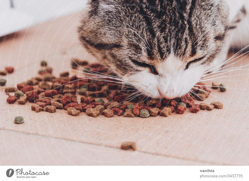 Kleine getigerte Katze, die ihr Futter frisst Haustier Essen industriell Europäer gewöhnliche Katze heimisch Tier Säugetier hungrig Alleenkatze Tabby Tigerkatze