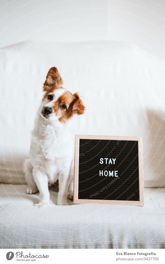 süßer Jack-Russell-Hund auf dem Sofa mit Briefbrett mit STAY HOME-Nachricht. Pandemisches Coronavirus covid-19 Konzept zu Hause bleiben Haustier jack russell
