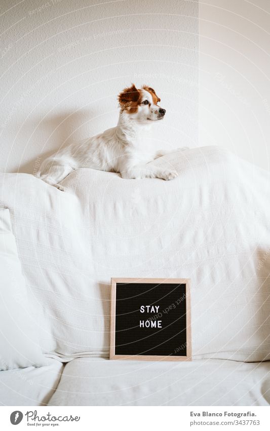 süßer Jack-Russell-Hund auf dem Sofa mit Briefbrett mit STAY HOME-Nachricht. Pandemisches Coronavirus covid-19 Konzept zu Hause bleiben Haustier jack russell