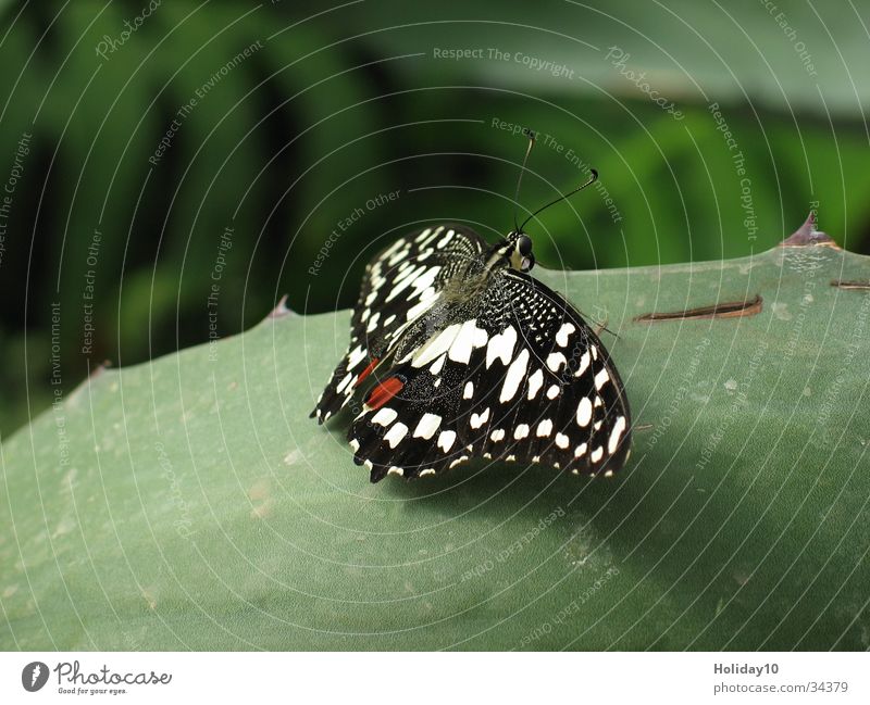 Schmetterling Makroaufnahme Blatt grün Hintergrundbild Nahaufnahme