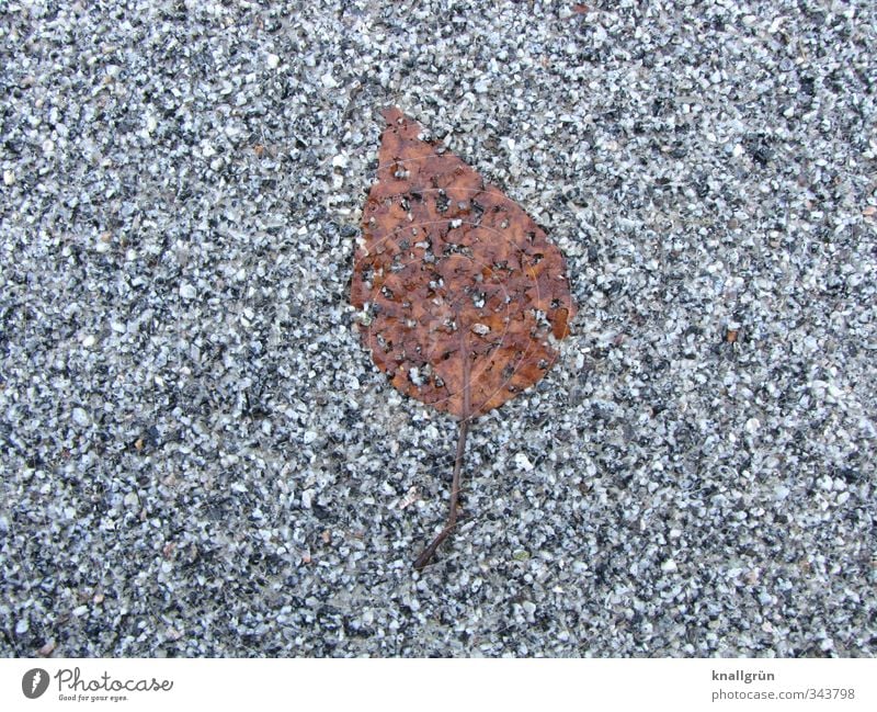 Blatt, platt! Natur Pflanze Straße liegen natürlich braun grau Gefühle Einsamkeit Ende Verfall Vergänglichkeit Asphalt Herbst fossil Farbfoto Gedeckte Farben