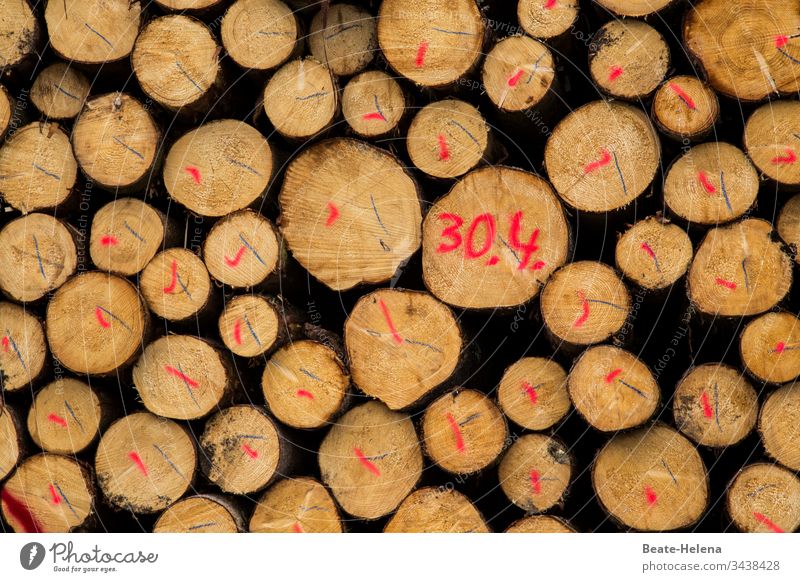 markierte Holzstämme gestapelt - mit roten und schwarzen Markierungen und Datum 30.4. Holzpfahl Holzstapel April Brennholz Stapel Baumstamm Menschenleer