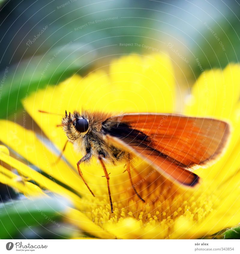 Falter-Schmetterling Frühling Pflanze Blume Tier Insekt 1 fliegen gelb grün orange Frühlingsgefühle Frühlingsblume Flügel Farbfoto mehrfarbig Nahaufnahme