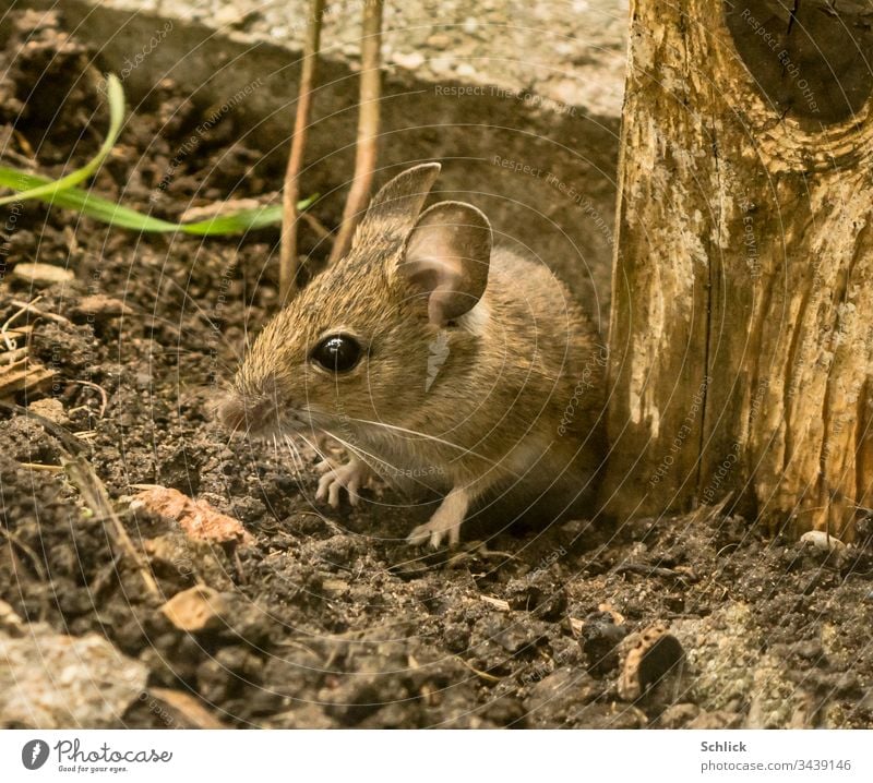 Kleine Waldmaus mit großen Ohren Tier Maus Apodemus sylvaticus Fell Augen Füße Erde Boden Säugetier Kleinsäuger jung schön süß