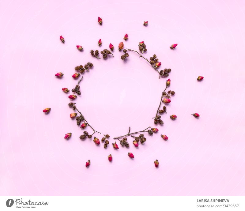 Kreative Blumenkomposition. Kranz aus frischen roten Rosen und Zweigen mit Erlenzapfen auf rosa Hintergrund. Minimales Konzept für Grußkarten, Hochzeitseinladungen. Flaches Anlegen, Draufsicht, Kopierraum.