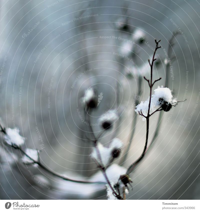 Ja, früher... Natur Pflanze frieren kalt grau schwarz weiß Gefühle ästhetisch Schnee Zweig Beeren Lichteinfall Farbfoto Gedeckte Farben Außenaufnahme