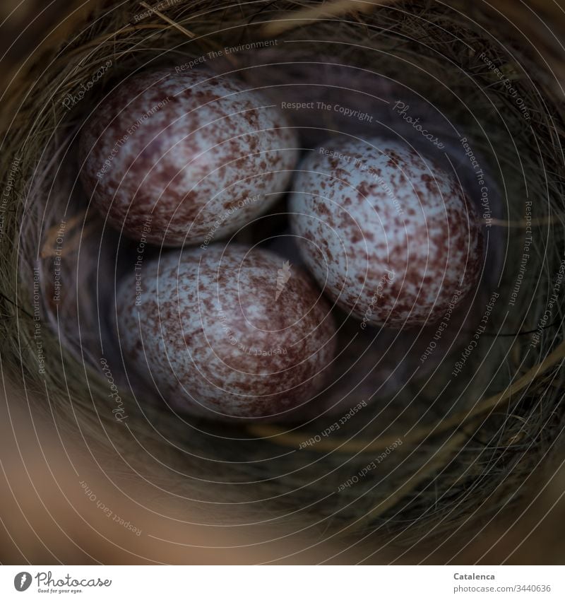 Vogelnest mit türkis, braun gesprenkelten Spatzeneier Nest Natur Ei Tier Frühling Menschenleer Ostern Osterei Osternest