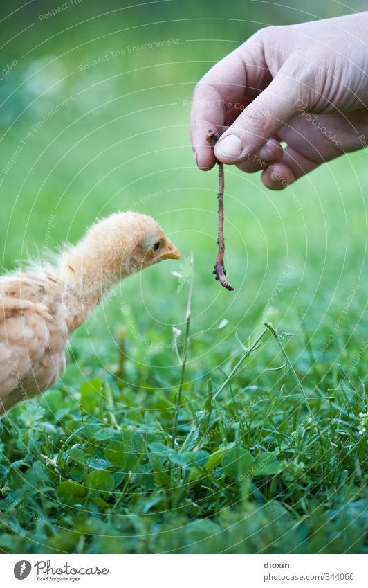 Wie? DAS kann man fressen? Landwirtschaft Forstwirtschaft Hand Umwelt Natur Gras Tier Haustier Vogel Hühnervögel Küken Wurm 1 2 Tierjunges füttern Blick