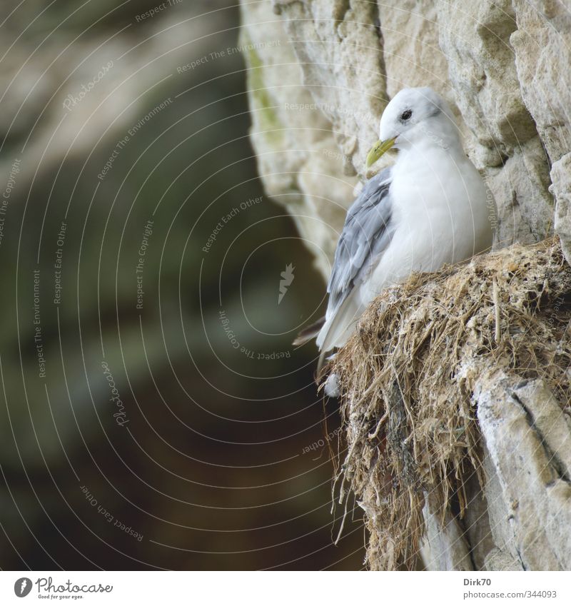 Ein Leben am Abgrund Tier Felsen Küste Nordsee Klippe Dänemark Skandinavien Wildtier Vogel Möwe Dreizehenmöwe Meeresvogel 1 Nest Stein Blick Häusliches Leben