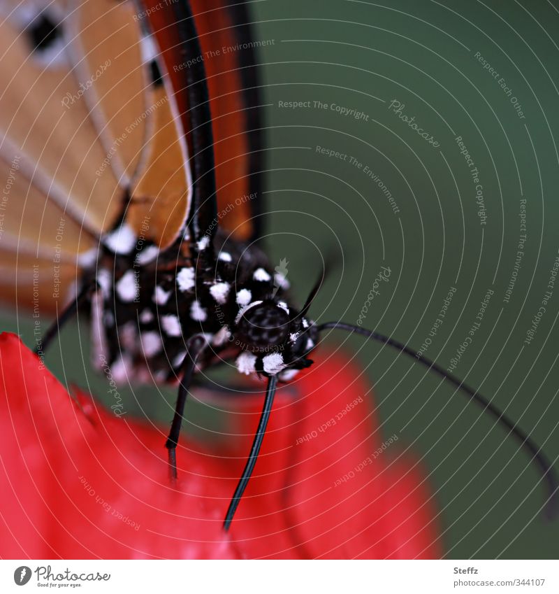grafisch | mit pepita design Monarch Schmetterling Naturdesign Natursymmetrie Naturmuster Inspiration auffallend Eyecatcher symmetrisch Design rot schwarz weiß