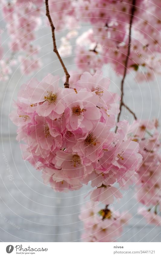 Kirschblüten kirschblütenbaum Kirschbaum Farbfoto Himmel Pflanze Außenaufnahme Kirsche Natur rosa Baum Frühling Blüte Blühend Frühlingsgefühle Menschenleer