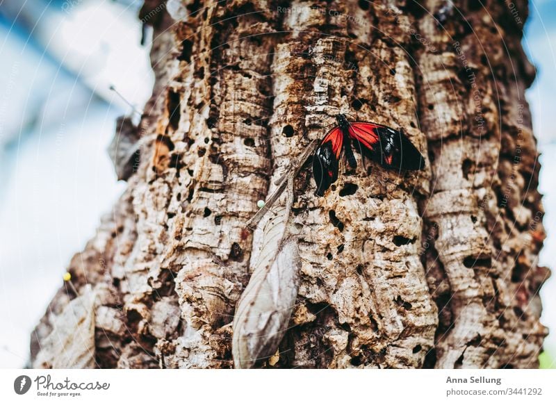 Roter Schmetterling auf einem Baum mit starken Strukturen Insekt zart Flügel Nahaufnahme Detailaufnahme Farbfoto Menschenleer klein sitzen Tag natürlich Natur