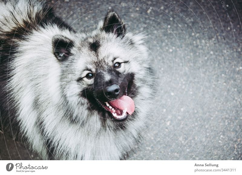 Bild aus drei Farben - Glücklicher Wolfsspitz schwarz weiß grau haarig Außenaufnahme Tier Menschenleer Farbfoto Nahaufnahme Hund Fell Tiergesicht Tierporträt