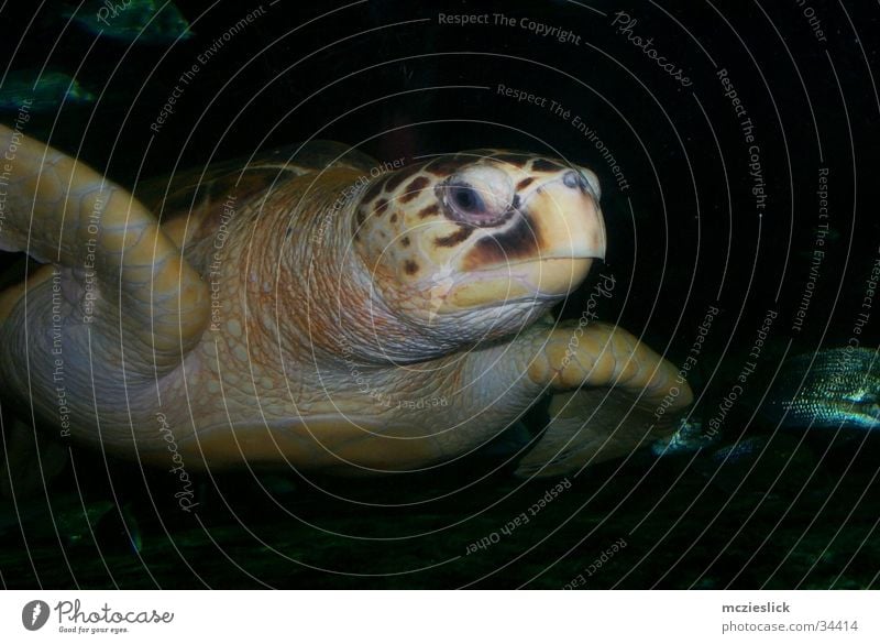 Schildkröte Wasserschildkröte Aquarium Tier langsam gepanzert exotisch Schwimmhilfe turtle animal water exotic slow
