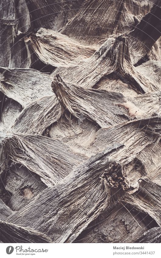 Nahaufnahme eines Palmenstammes. Handfläche Baum Hintergrund abstrakt Natur Textur Kofferraum Tapete Detailaufnahme Pflanze abschließen gefiltert alt Holz