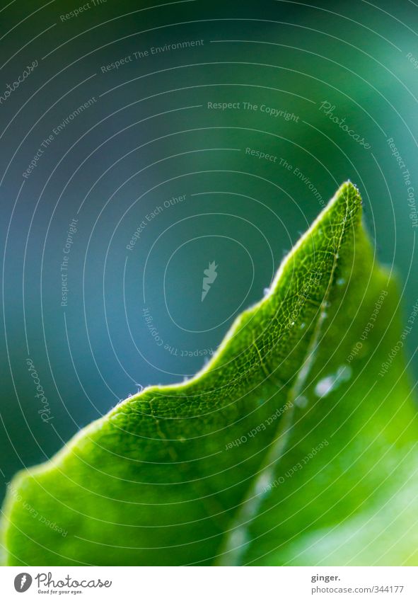 Auf Blattes Schneide Umwelt Natur Pflanze Frühling Grünpflanze grün Punkt Blattadern grün-blau Linie fein hauchen Reflexion & Spiegelung gezackt Zacken
