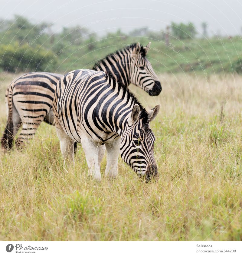 Kuscheltiere Ferien & Urlaub & Reisen Tourismus Ausflug Abenteuer Ferne Freiheit Safari Umwelt Natur Regen Pflanze Gras Sträucher Wiese Tier Wildtier Zebra 2