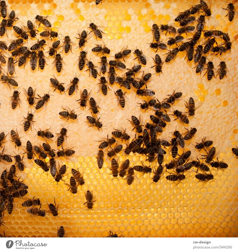 Einlagerung von zuckerhaltigen Ausscheidungsprodukten Tier Nutztier Biene Schwarm Arbeit & Erwerbstätigkeit braun gelb orange Bienenstock Honigbiene Bienenwaben