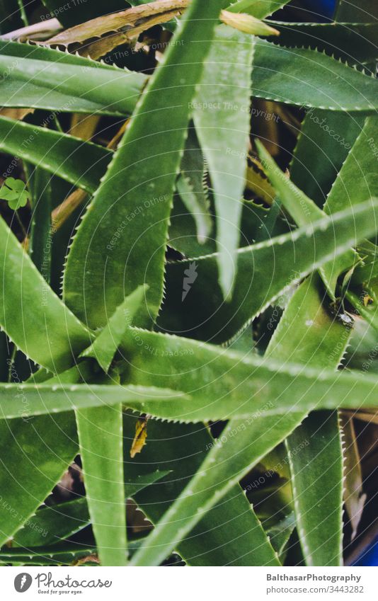 Aloe Vera Aloen Affodillgewächse matt grün Blatt Natur Pflanze Blumentopf botanisch Hintergrund Stacheln Umwelt flora Textur Sukkulenten natürlich Nahaufnahme