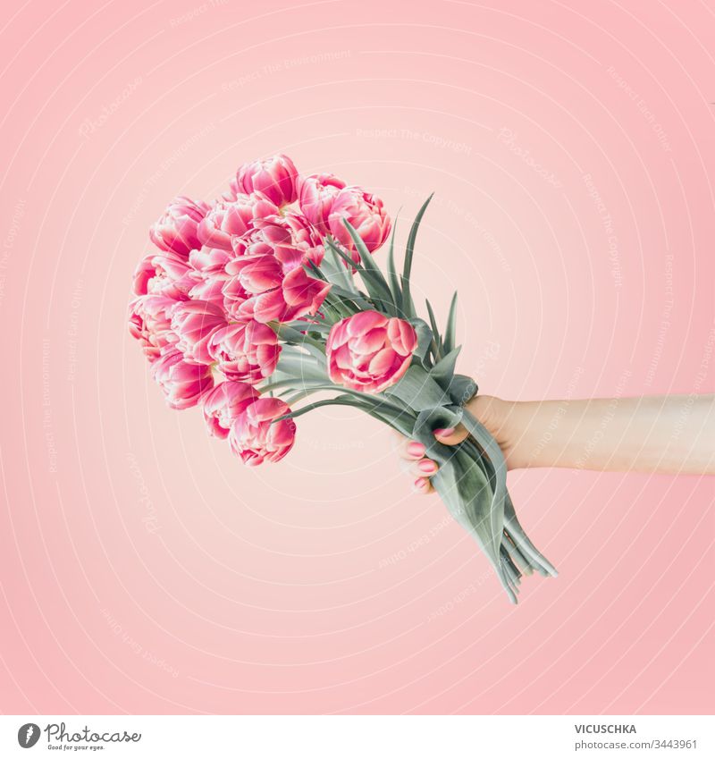 Weibliche Hand mit hübschem Tulpenstrauß auf pastellrosa Hintergrund. Kreative Begrüßung . Muttertag. Blumen im Frühling. Abstrakter Frühling Frau Haufen