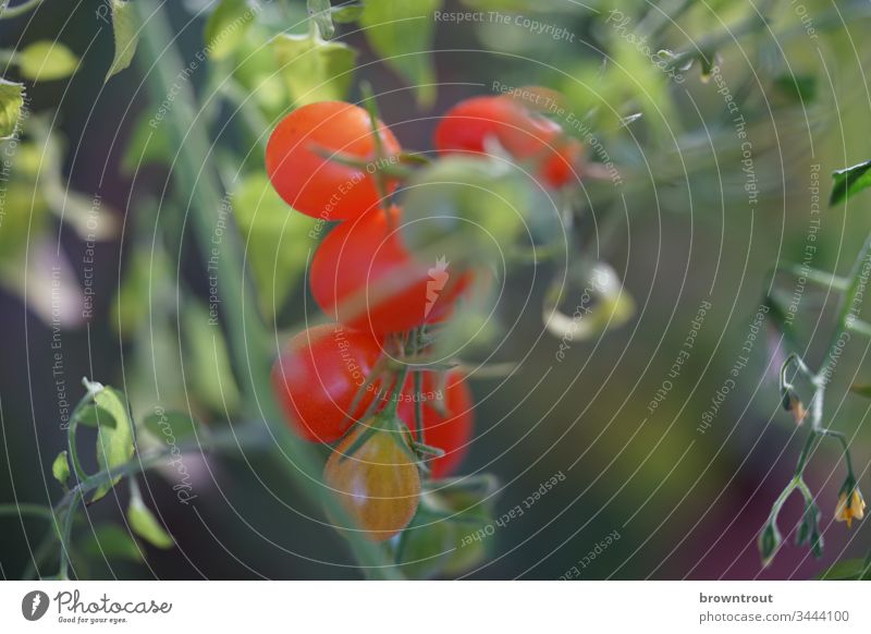 Frische kleine Tomaten am Strauch Gemüse Tomatenpflanze Strauchtomate frisches gemüse Gesunde Ernährung gesund essen Garten Balkongemüse Nahaufnahme