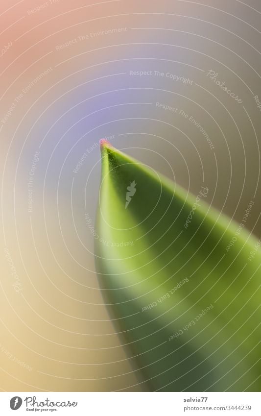 Blattspitze mit sanften Farben Natur Pflanze Tulpenblatt Spitze Textfreiraum oben grün ästhetisch Farbfoto natürlich einfach Makroaufnahme Pastellton